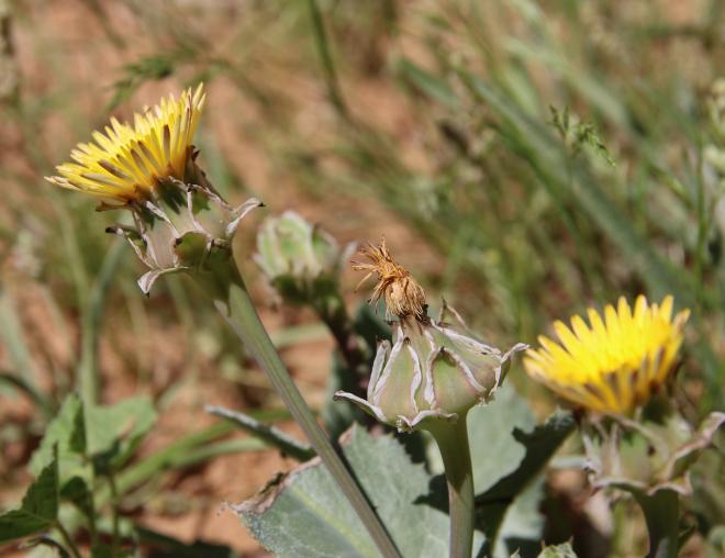 Reichardia tingitana flowers