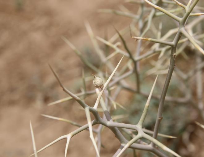 Zilla spinosa fruit