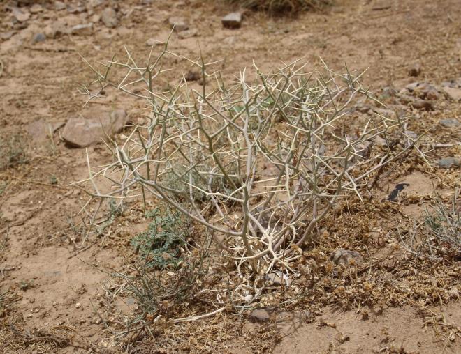 Whole plant