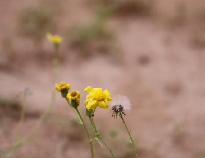 Senecio glaucus subsp. coronopifolius flower