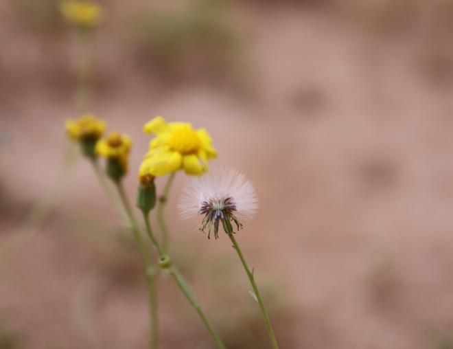 Senecio glaucus subsp. coronopifolius fruits