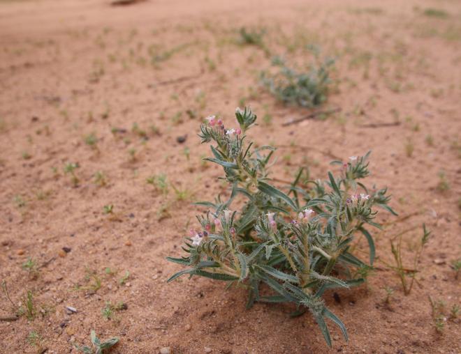 Whole plant