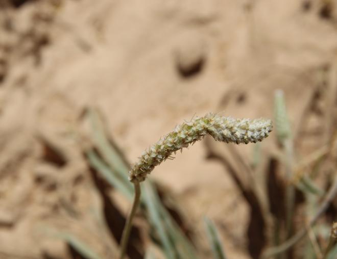 Plantago albicans fruits