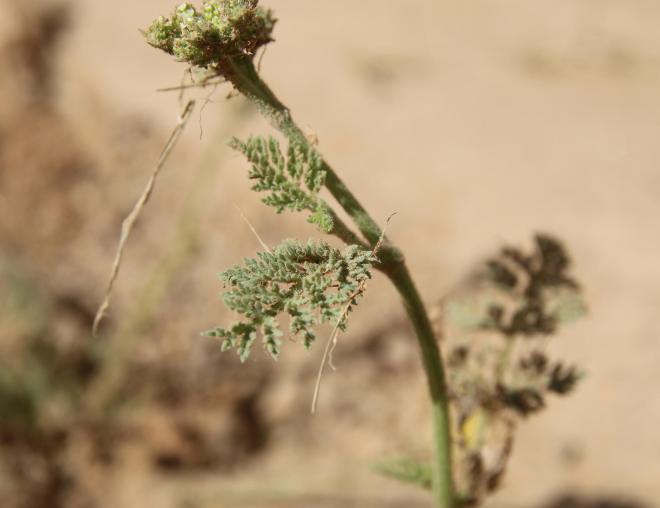 Anisosciadium lanatum leaves