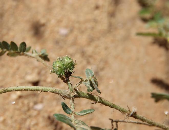 Tribulus terrestris fruit