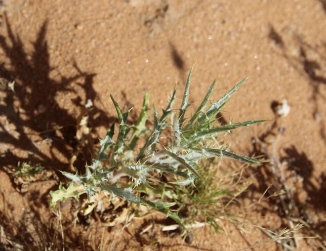 Whole plant