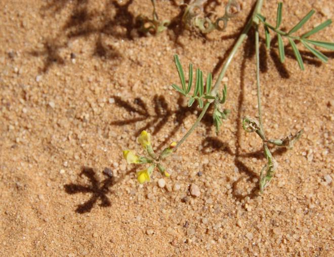 Hippocrepis areolata flower
