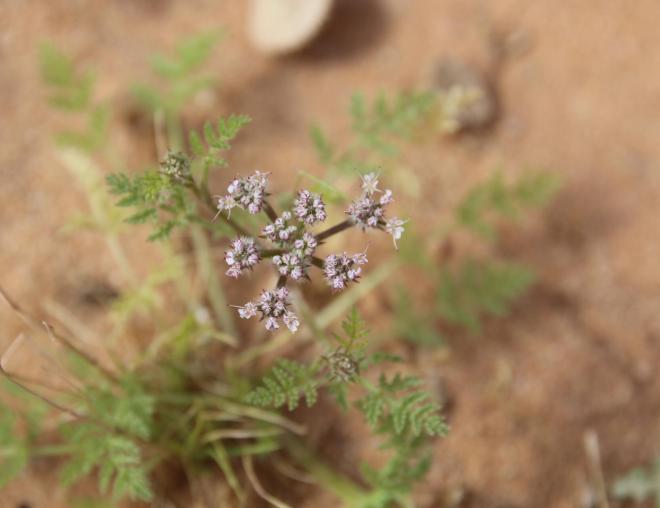 Anisosciadium lanatum flowers