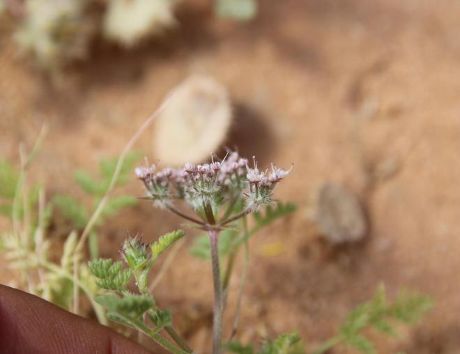 Anisosciadium lanatum flowers