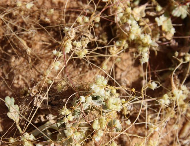 Cuscuta campestris flowers