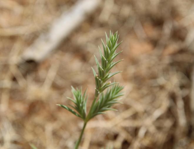 Crucianella membranacea flowers
