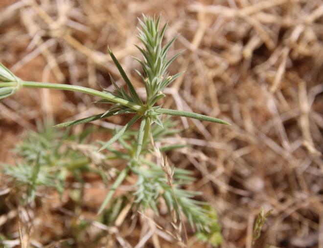 Crucianella membranacea flowers