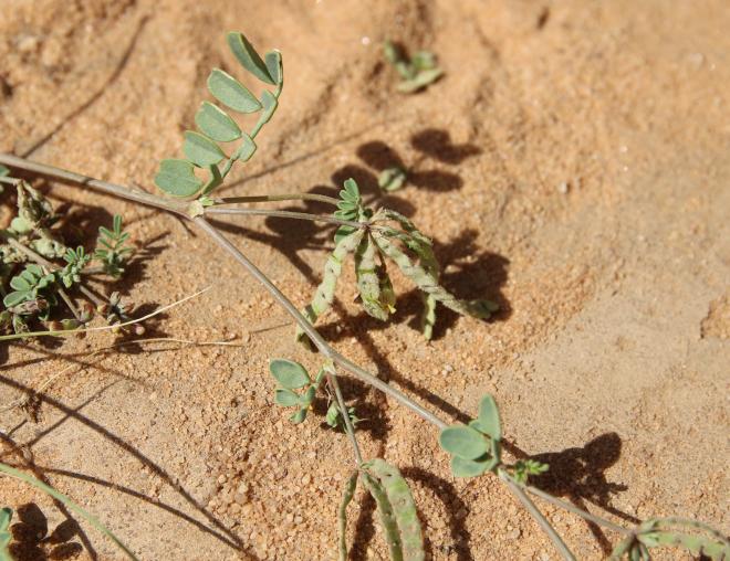 Hippocrepis constricta fruits