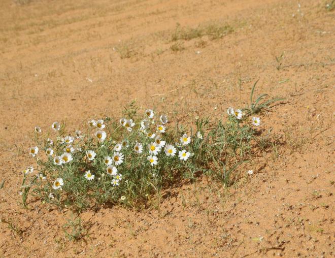 Whole plant