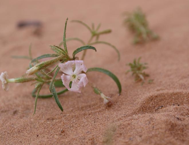 Silene villosa flowers