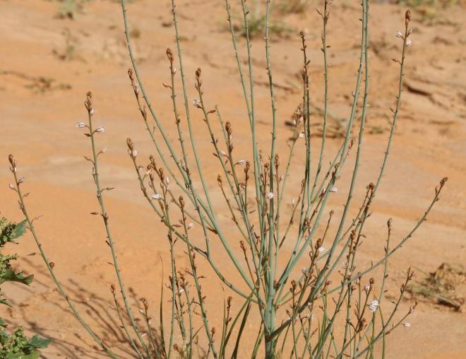Whole plant