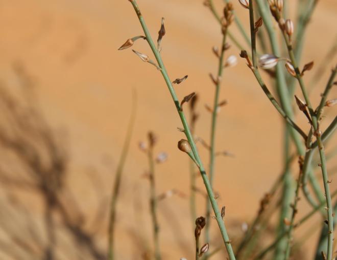 Asphodelus tenuifolius fruits