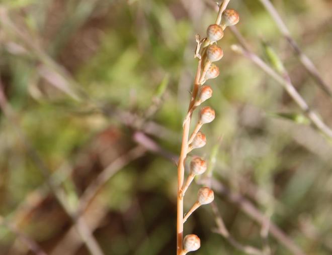 Asphodelus tenuifolius fruits