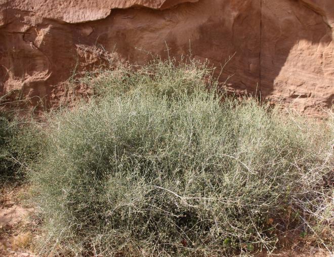 Whole plant