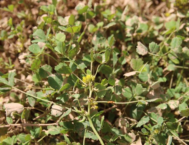 Whole plant