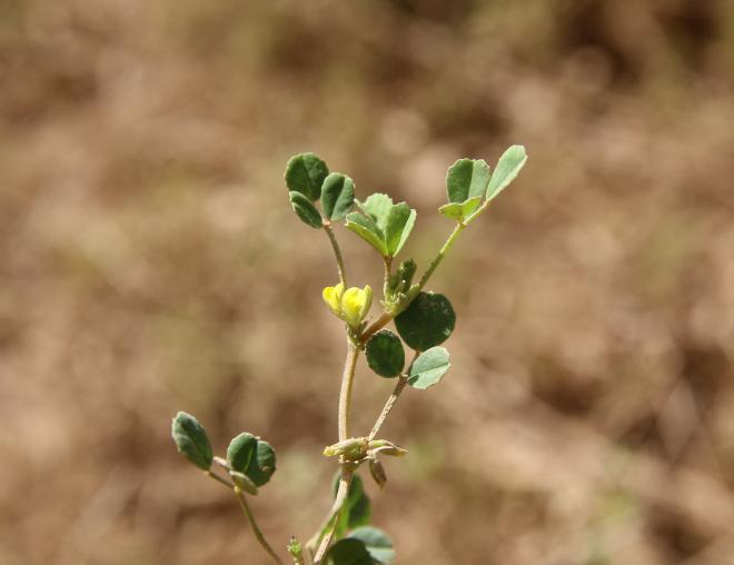 Trigonella stellata flower