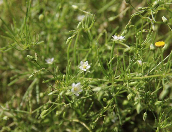 Spergularia flaccida flowers