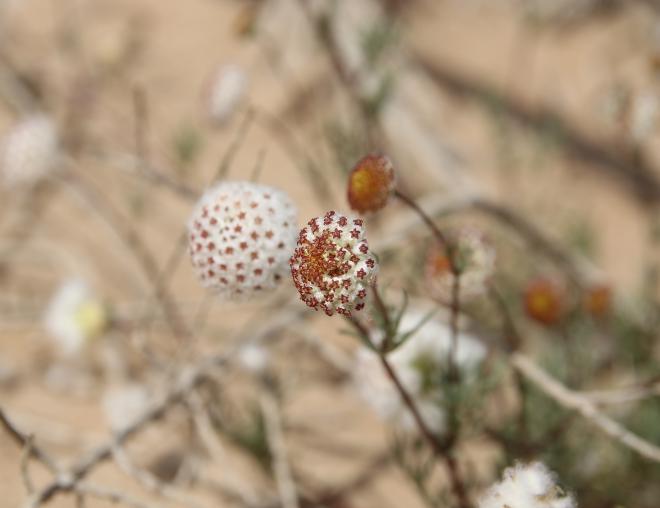 Lasiospermum brachyglossum flower