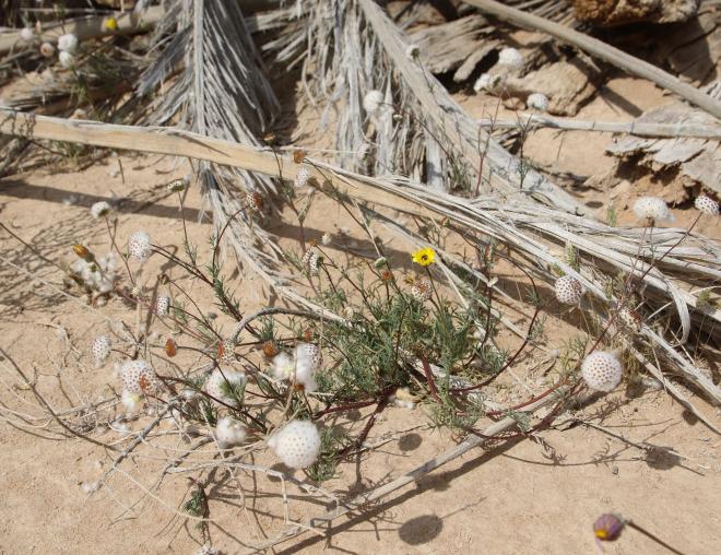Whole plant