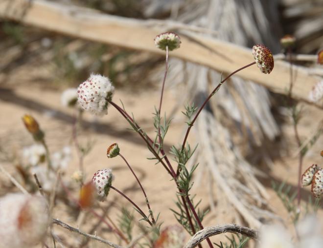 Lasiospermum brachyglossum flower