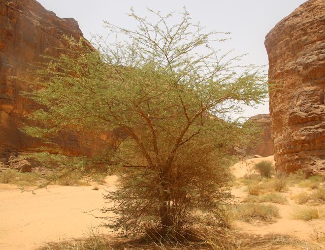 Whole plant