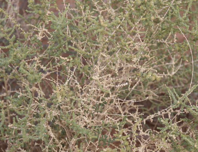 Caroxylon imbricatum leaves and branches