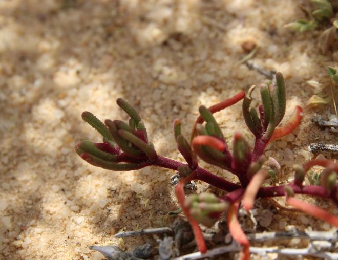 Mesembryanthemum nodiflorum leaves