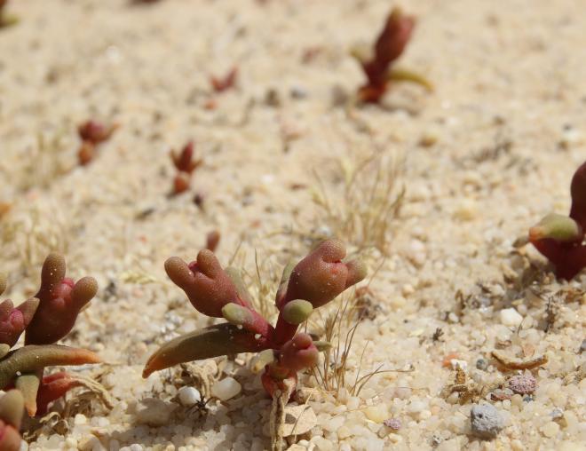 Whole plant