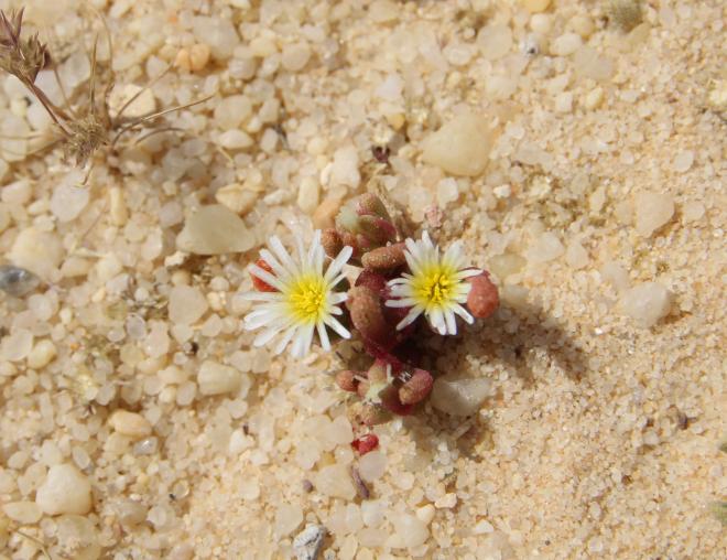 Mesembryanthemum nodiflorum