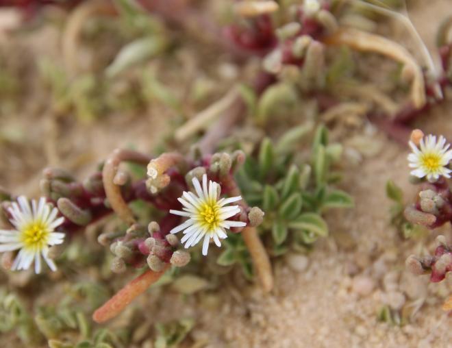 Mesembryanthemum nodiflorum flower