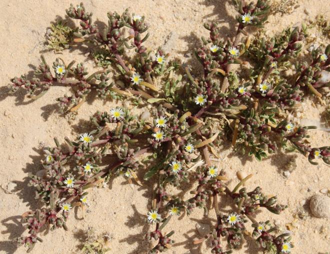 Whole plant
