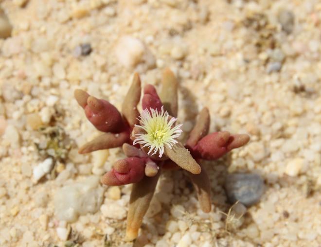 Mesembryanthemum cryptanthum flower
