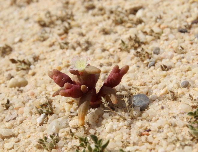 Mesembryanthemum cryptanthum