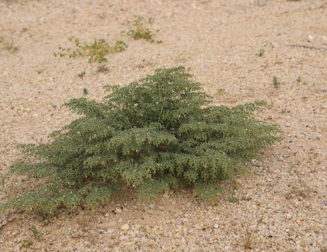 Whole plant