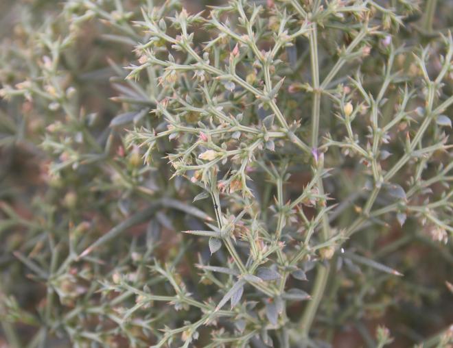 Zygophyllum bruguieri leaves