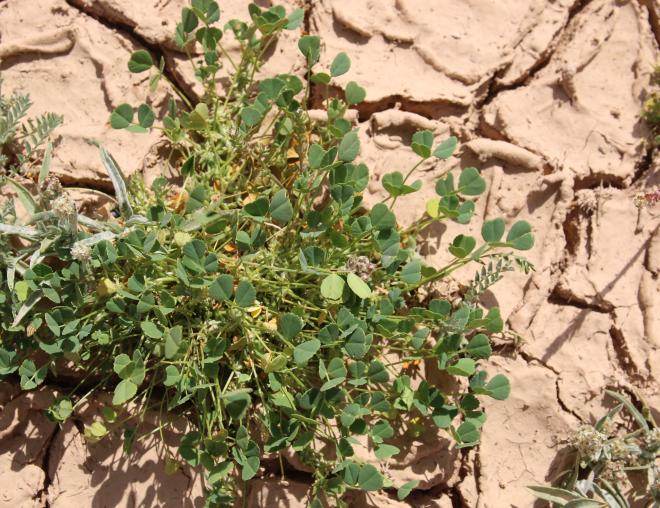 Whole plant