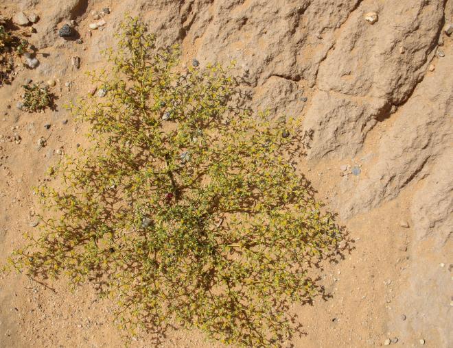 Whole plant