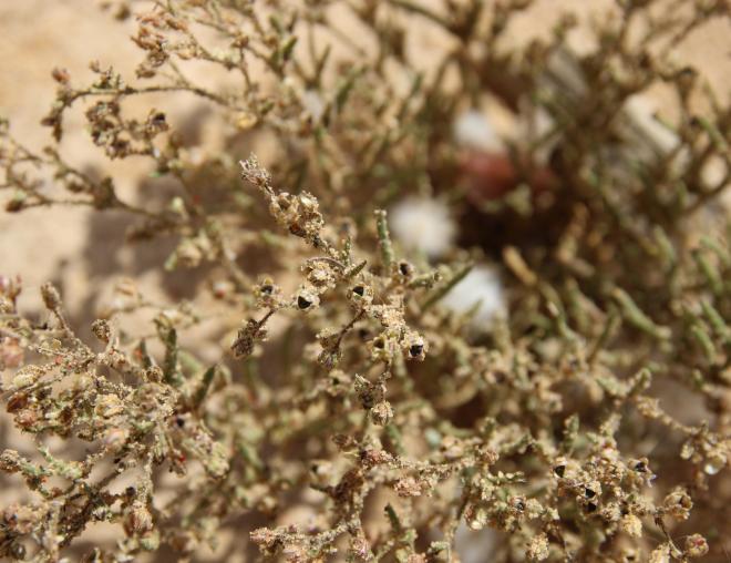 Spergularia diandra fruits