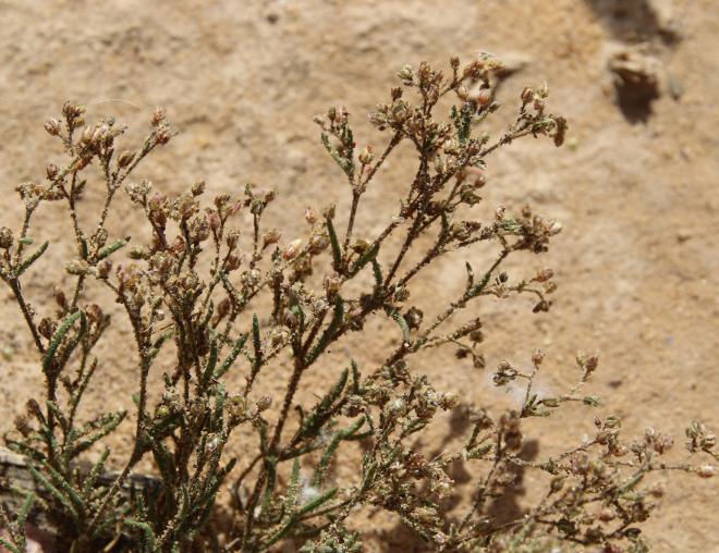Whole plant