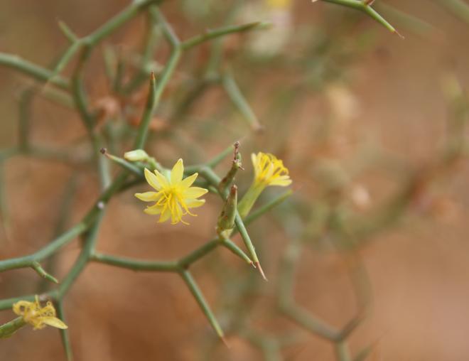 Launaea spinosa flower