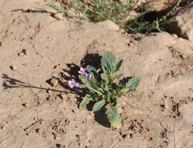 Diplotaxis acris leaves
