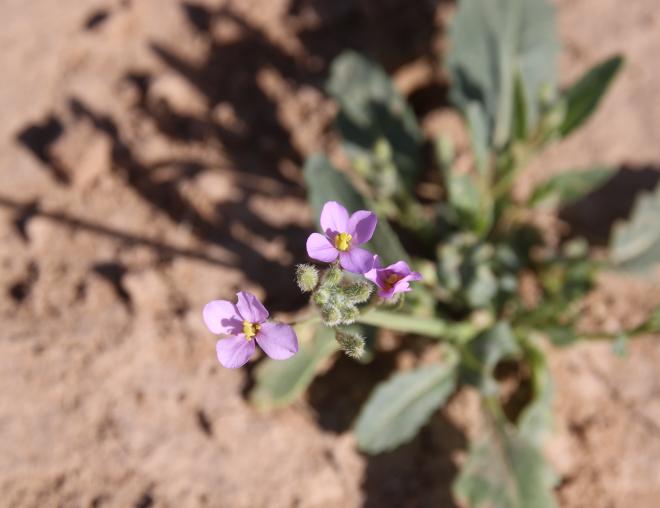 Diplotaxis acris flowers