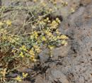 Medicinal and aromatic plants