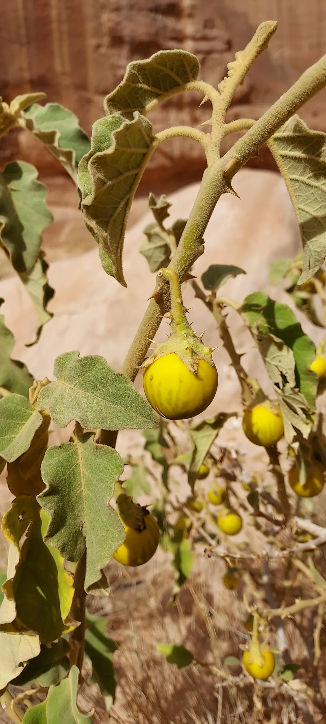Solanum incanum fruit