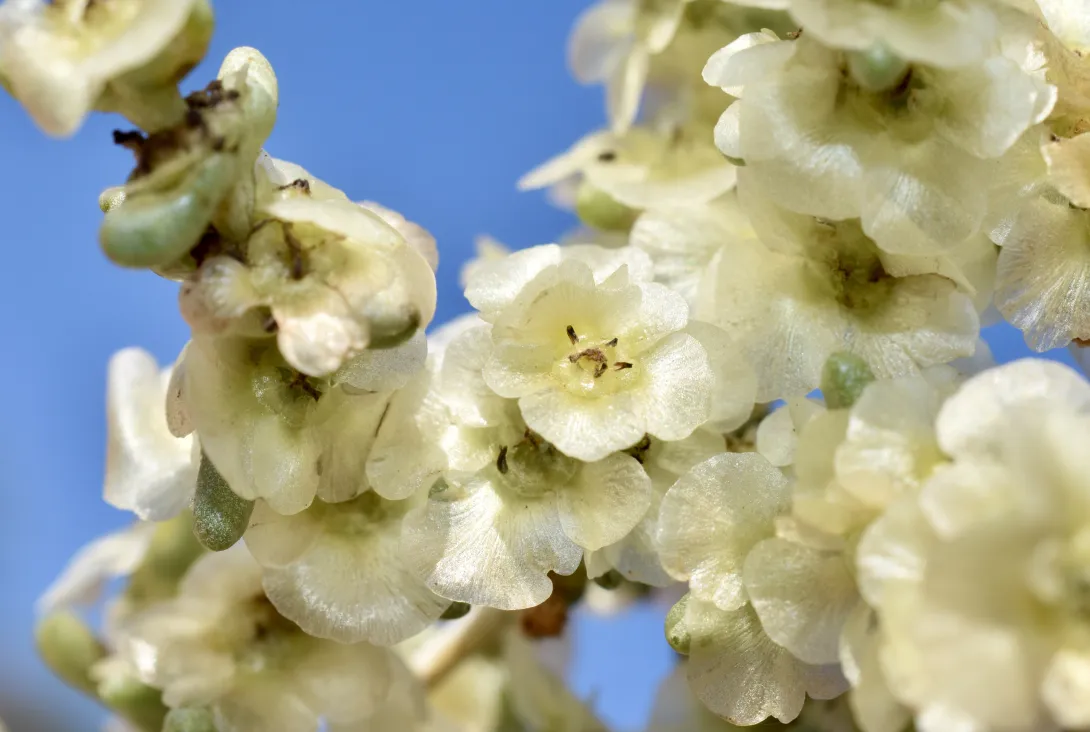 Haloxylon salicornicum fruits